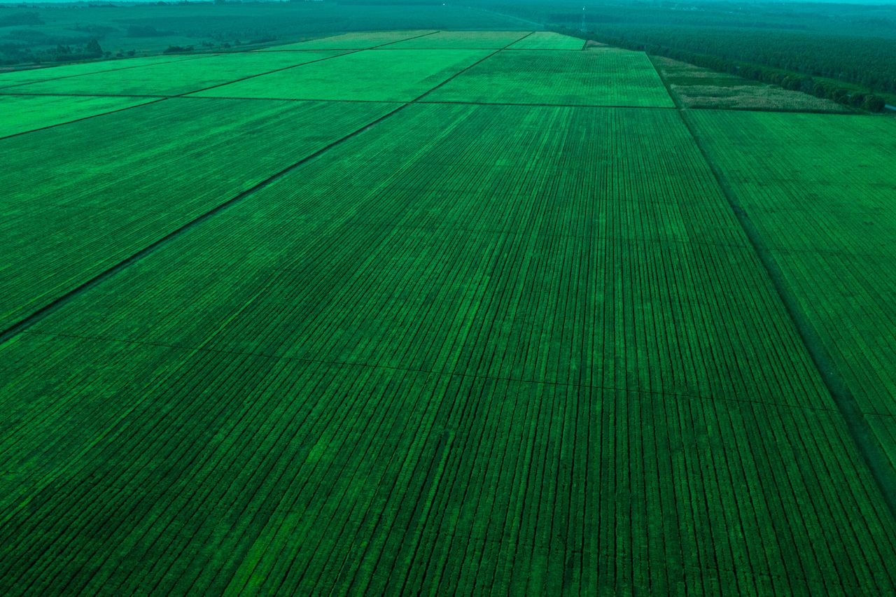 Aerial view of vast green fields in Njombe, Tanzania, showcasing organized agriculture.