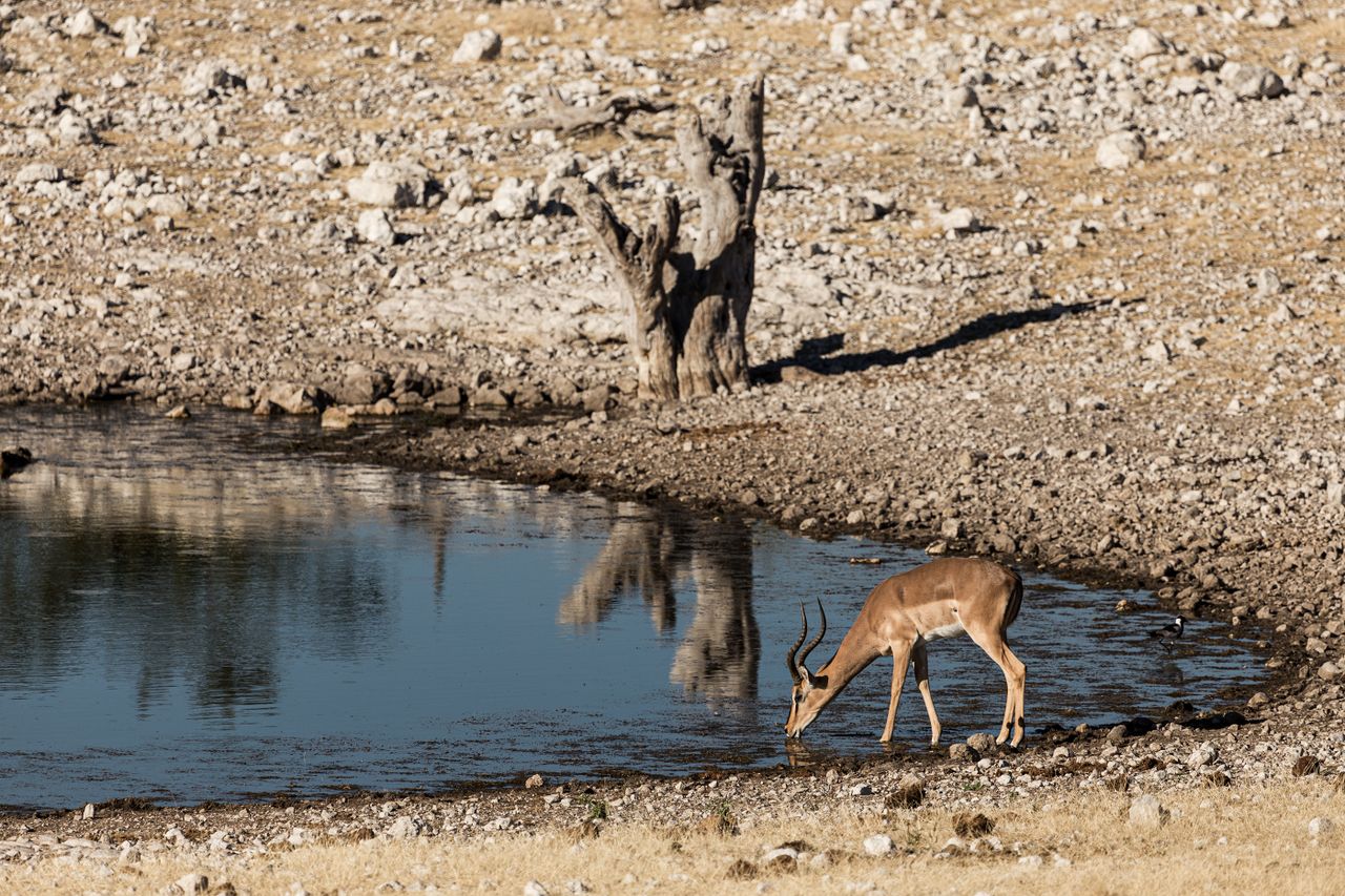 A solitary impala drinking at a waterhole amidst the arid savannah landscape in Namibia.